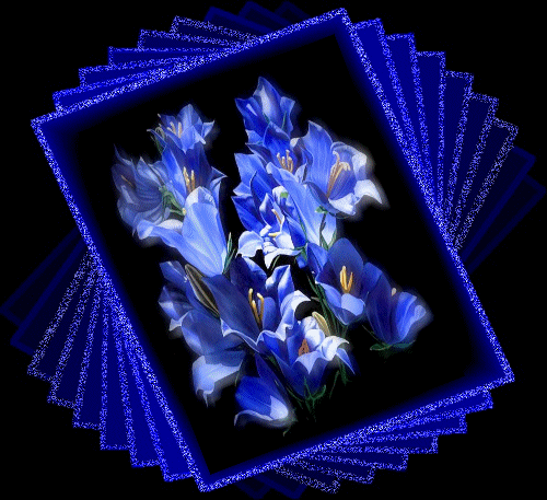 Du bist die schönste für mich...